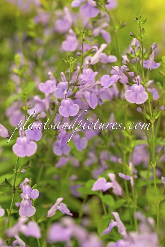 Salvia microphylla ‘Delice Aquamarine’