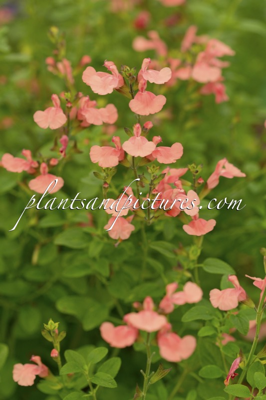 Salvia ‘Aphrodite’