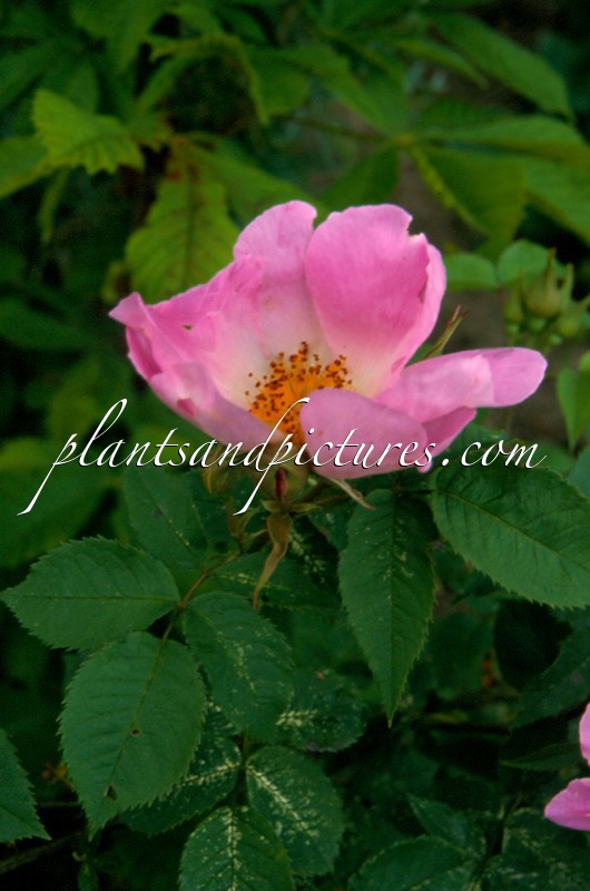 Rosa ‘Complicata’