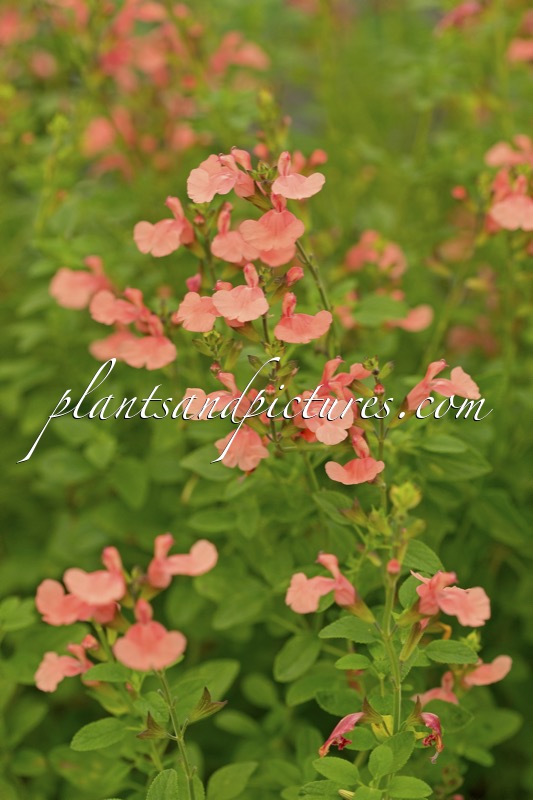 Salvia ‘Aphrodite’