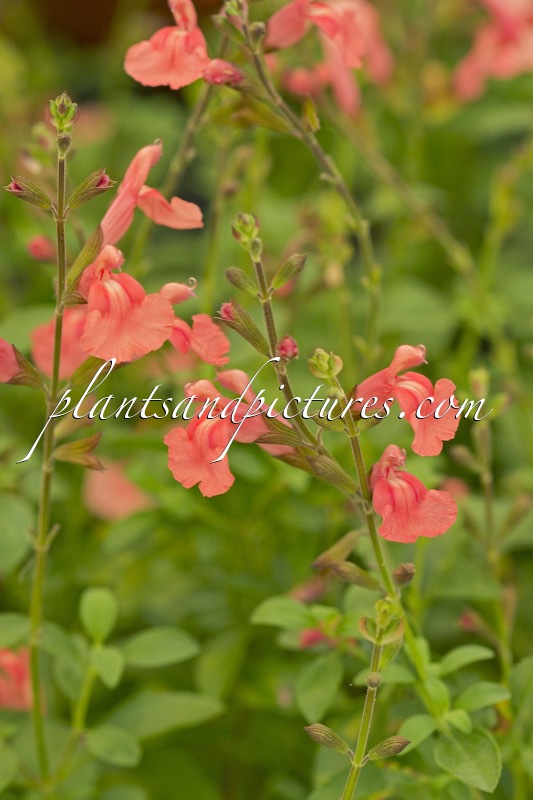 Salvia ‘Papajan’