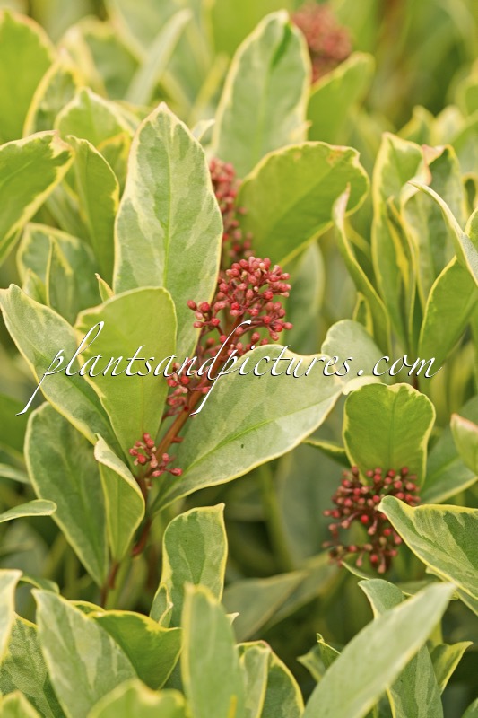 Skimmia japonica ‘Perosa’