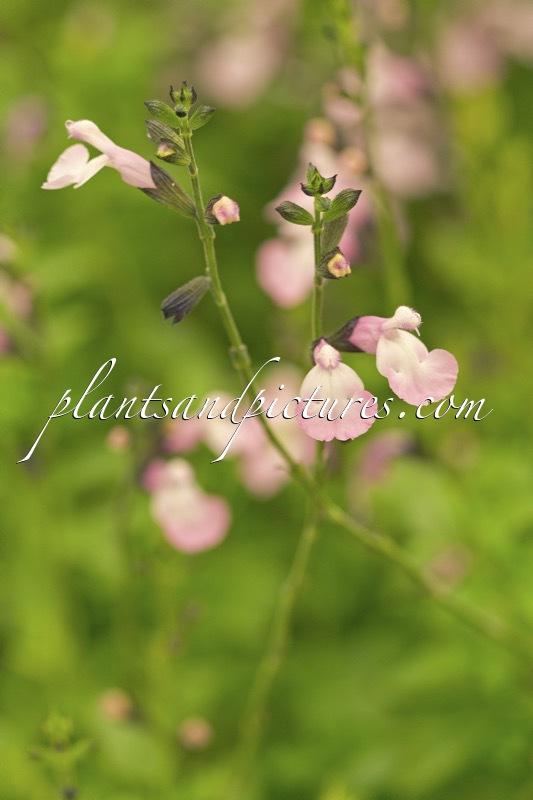 Salvia microphylla ‘Anduus’