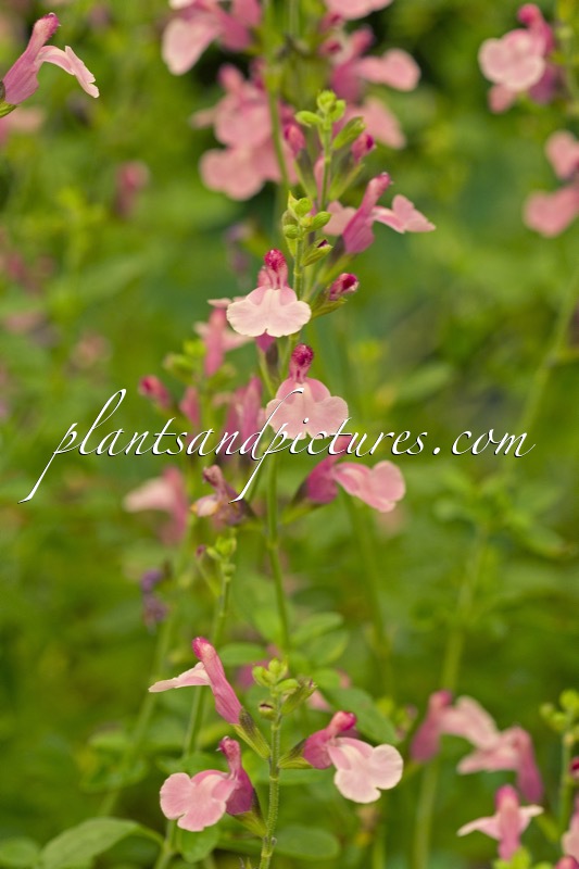Salvia jamensis ‘Lucia’