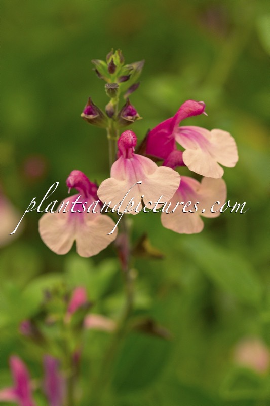 Salvia ‘Delice Gold and Wine’