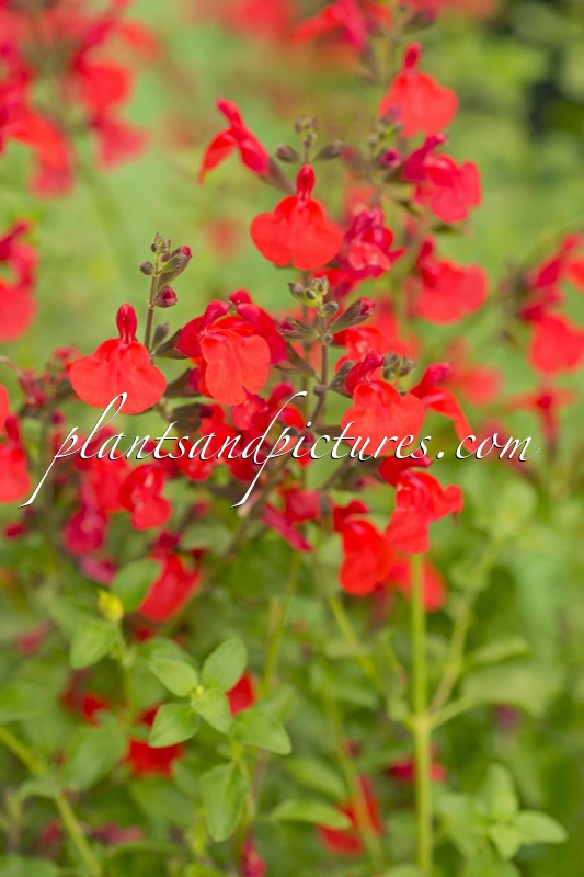 Salvia ‘Delice Feline’