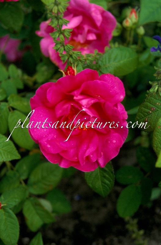 Rosa gallica ‘Officinalis’