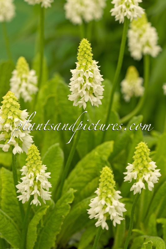 Primula vialii ‘Aliholl’ (ALISON HOLLAND)