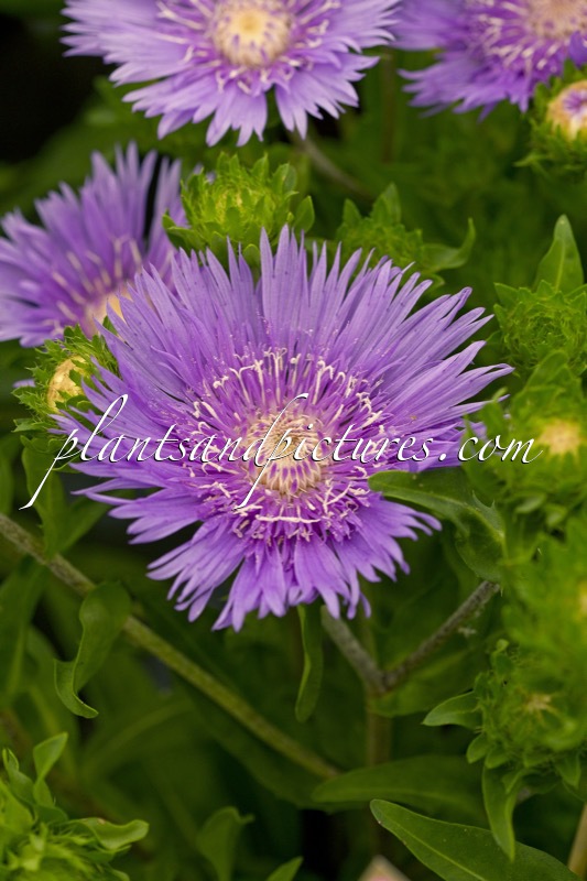 Stokesia laevis ‘Mega Mels’
