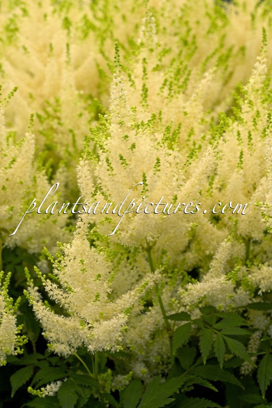 Astilbe ‘Mojito’