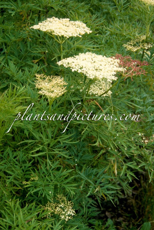 Sambucus nigra ‘Greyhound’