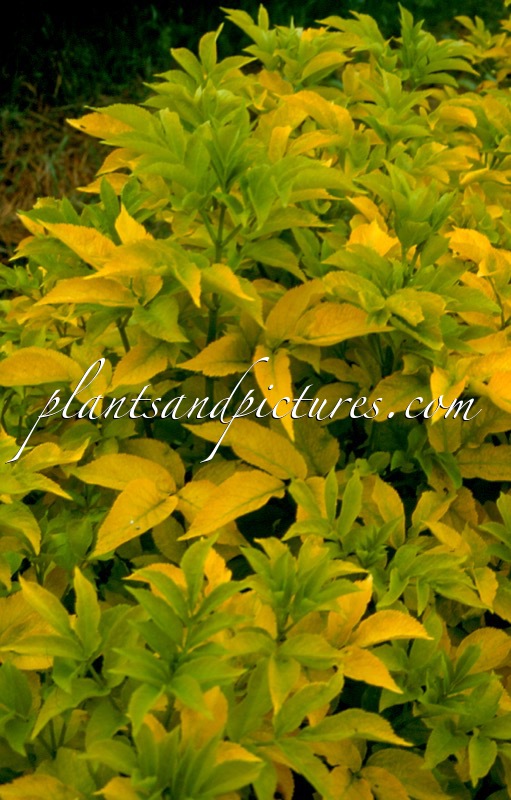 Sambucus nigra ‘El Dorado’