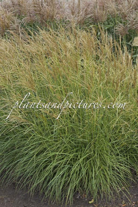 Miscanthus sinensis ‘Cute One’