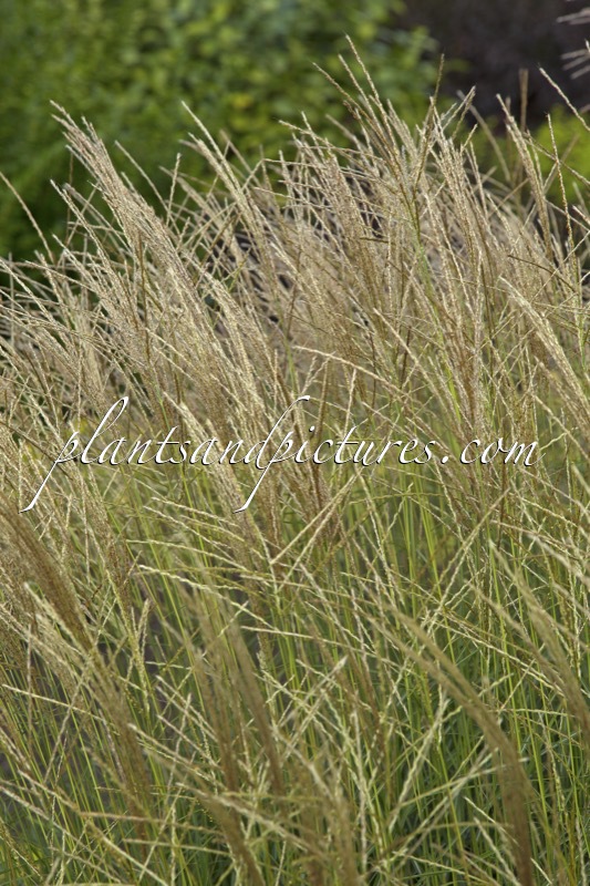 Miscanthus sinensis ‘Cute One’