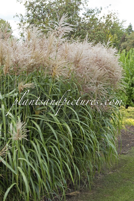 Miscanthus sinensis ‘Ards Angel’