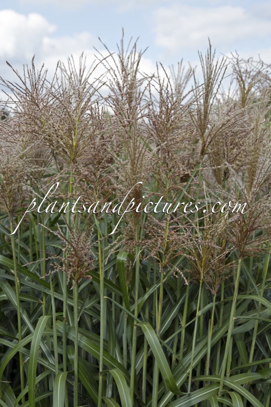 Miscanthus sinensis ‘Ards Angel’