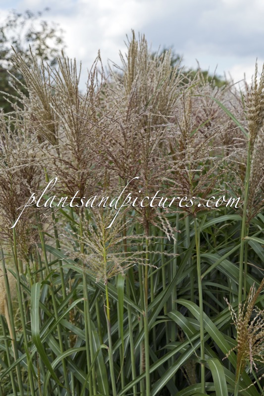 Miscanthus sinensis ‘Ards Angel’