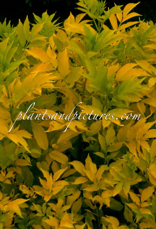 Sambucus nigra ‘Goldrush’