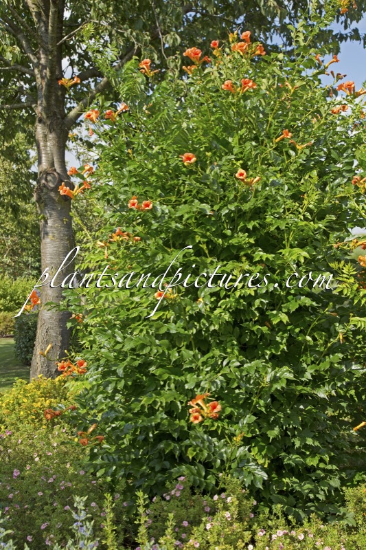 Campsis tagliabuana ‘Kudian’ (INDIAN SUMMER)