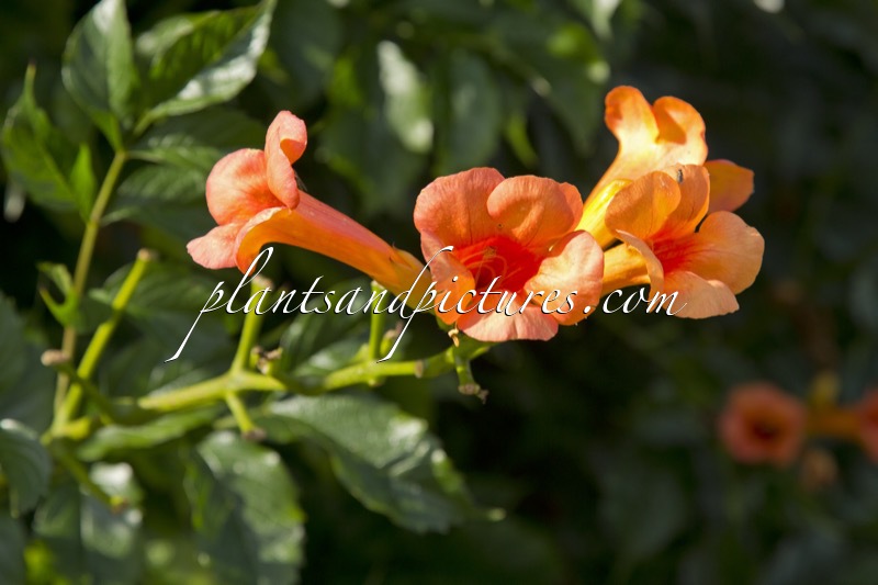 Campsis tagliabuana ‘Kudian’ (INDIAN SUMMER)