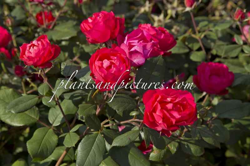 Rosa ‘Meipeporia’ (CHERRY MEIDILAND)