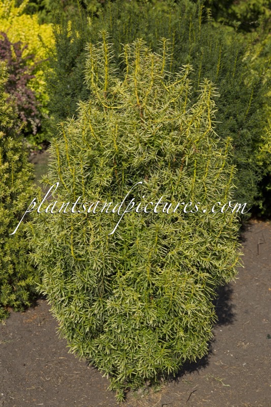 Taxus media ‘Stefania’