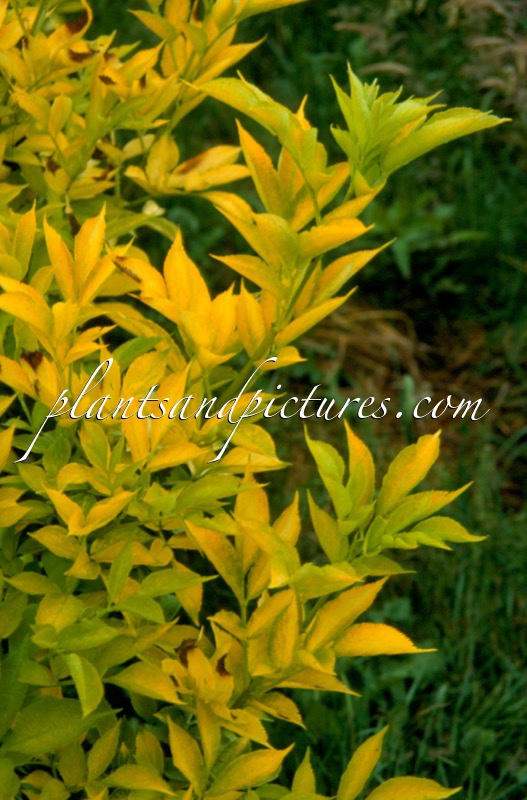 Sambucus nigra ‘Jetstream’