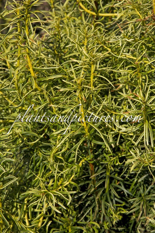 Taxus media ‘Stefania’