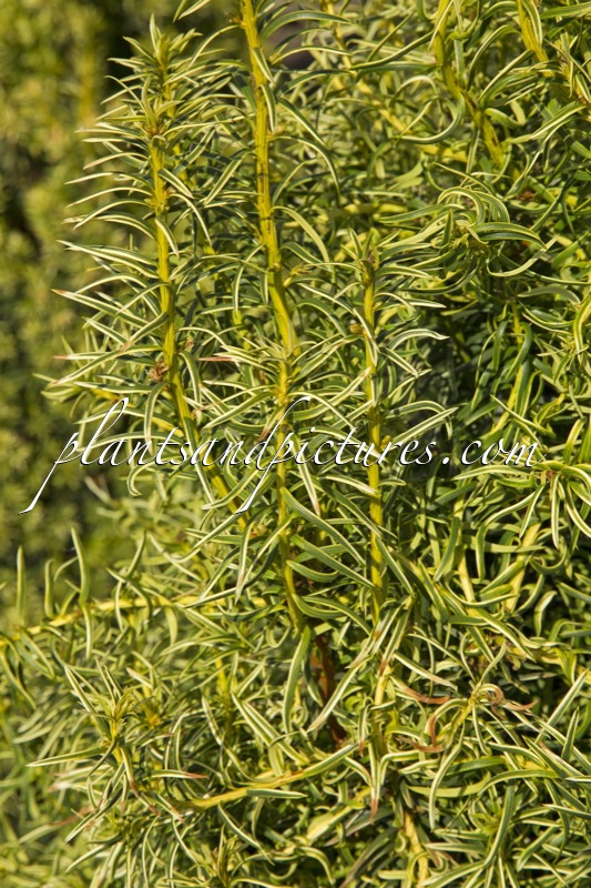 Taxus media ‘Stefania’