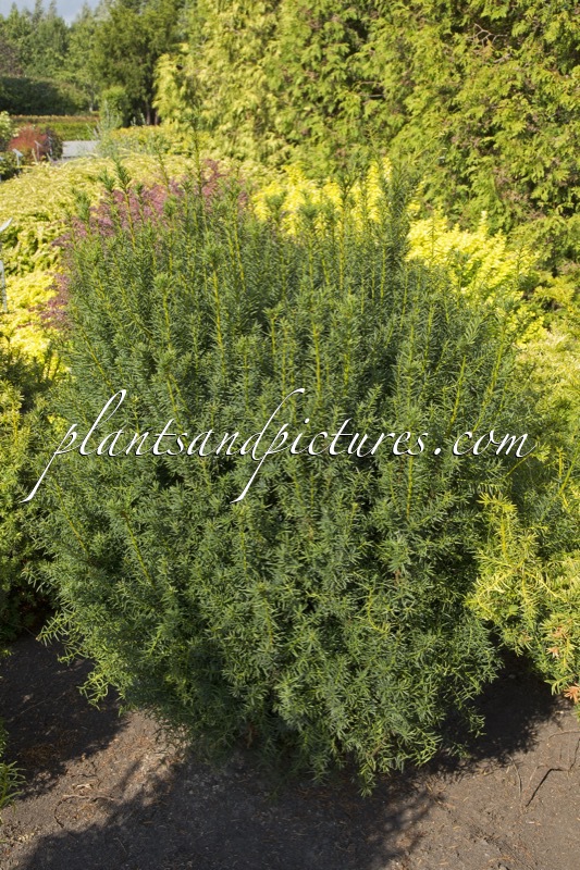 Taxus media ‘Kazio’
