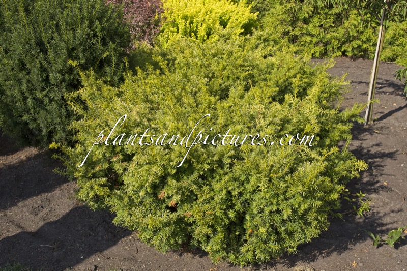 Taxus media ‘Tymon’