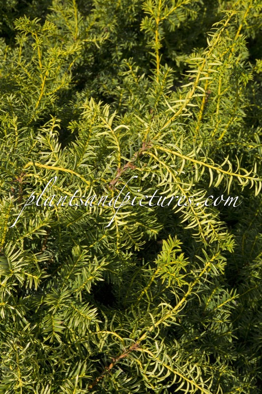 Taxus media ‘Tymon’