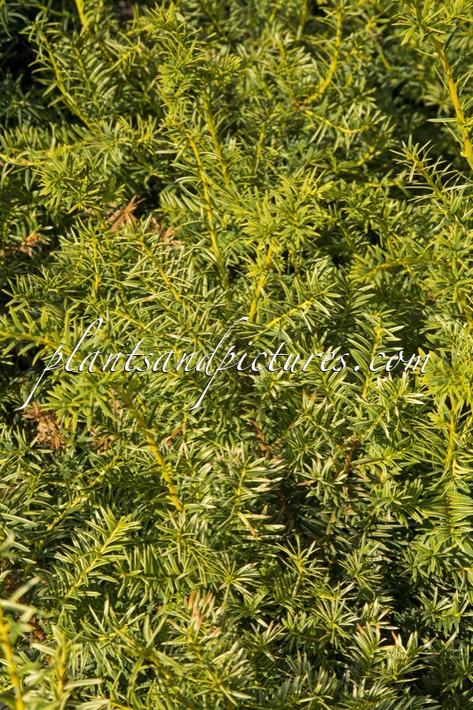 Taxus media ‘Tymon’