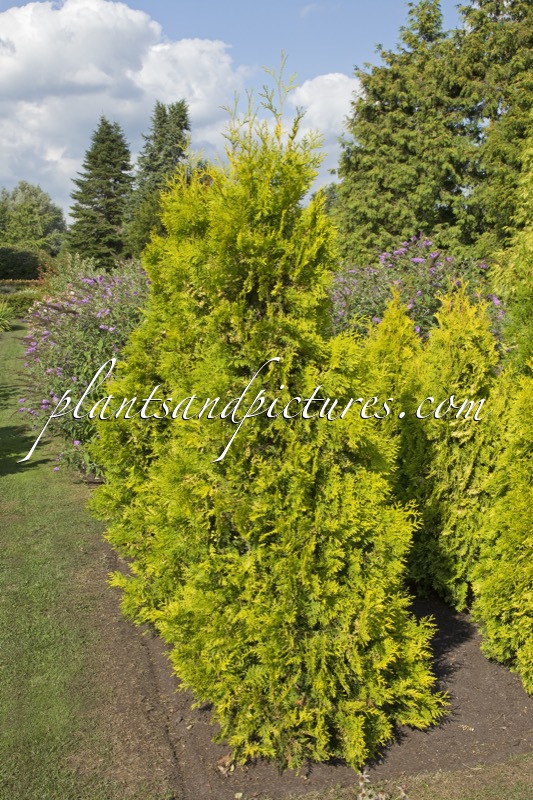 Thuja occidentalis ‘Golden Brabant’
