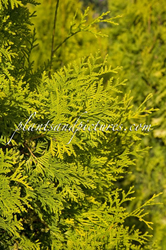 Thuja occidentalis ‘Golden Brabant’