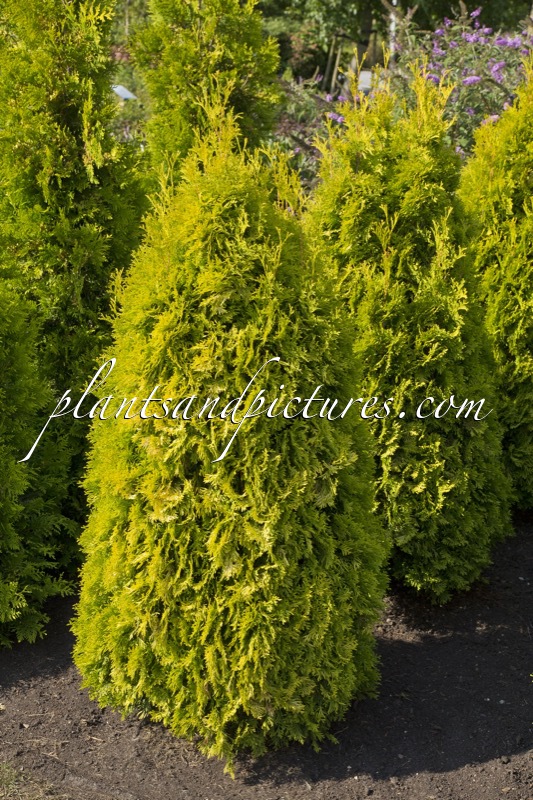 Thuja occidentalis ‘Golden Anne’