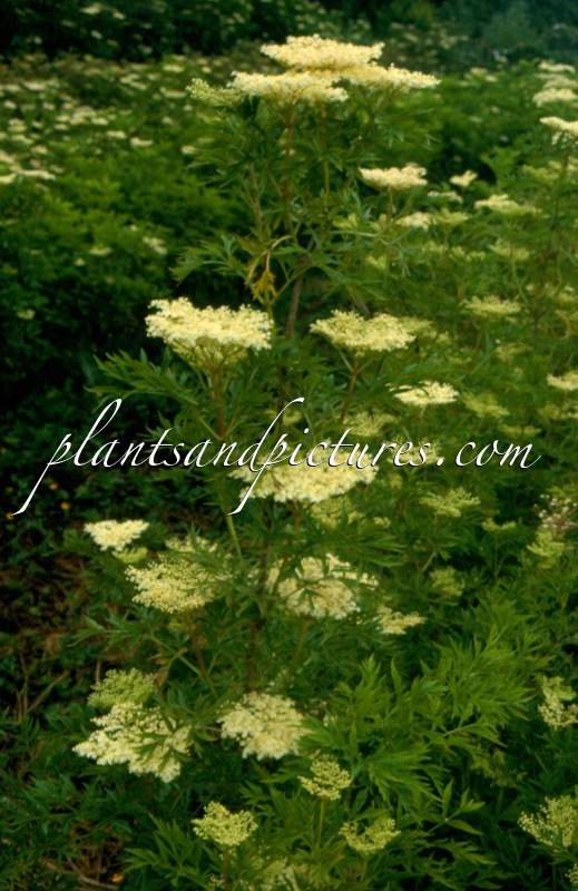Sambucus nigra ‘Urban Lace’