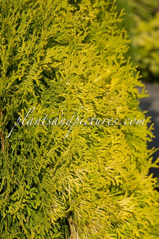 Thuja occidentalis ‘Golden Anne’