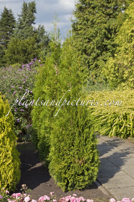 Thuja occidentalis ‘King of Brabant’