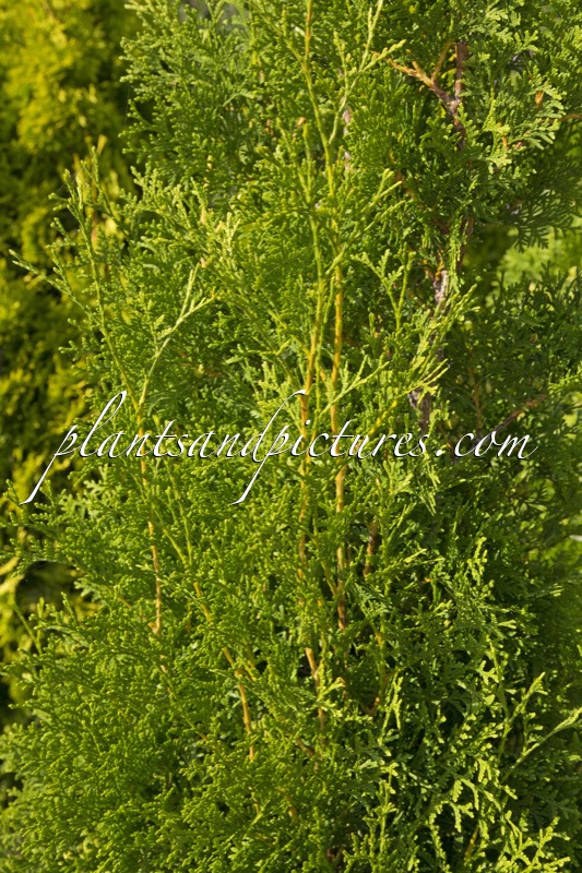 Thuja occidentalis ‘King of Brabant’