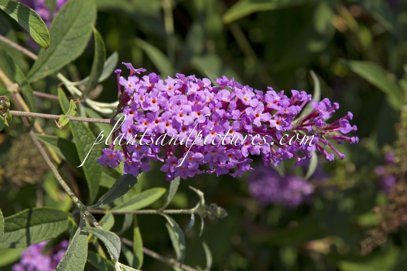 Buddleja davidii ‘Sophie’