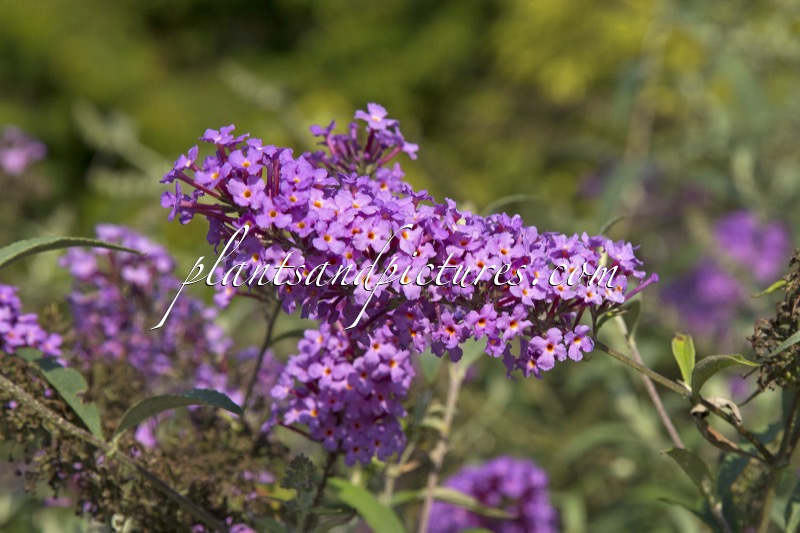 Buddleja davidii ‘Sophie’