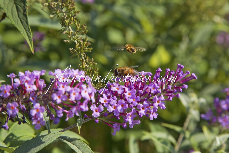 Buddleja davidii ‘Sophie’