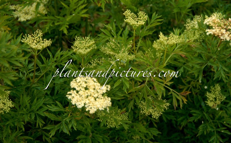 Sambucus nigra ‘Urban Lace’