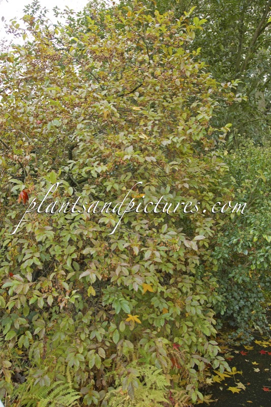 Sinojackia xylocarpa