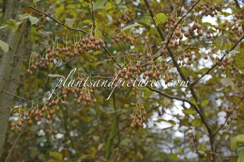 Sinojackia xylocarpa