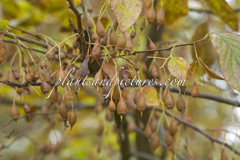 Sinojackia xylocarpa