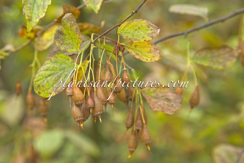 Sinojackia xylocarpa