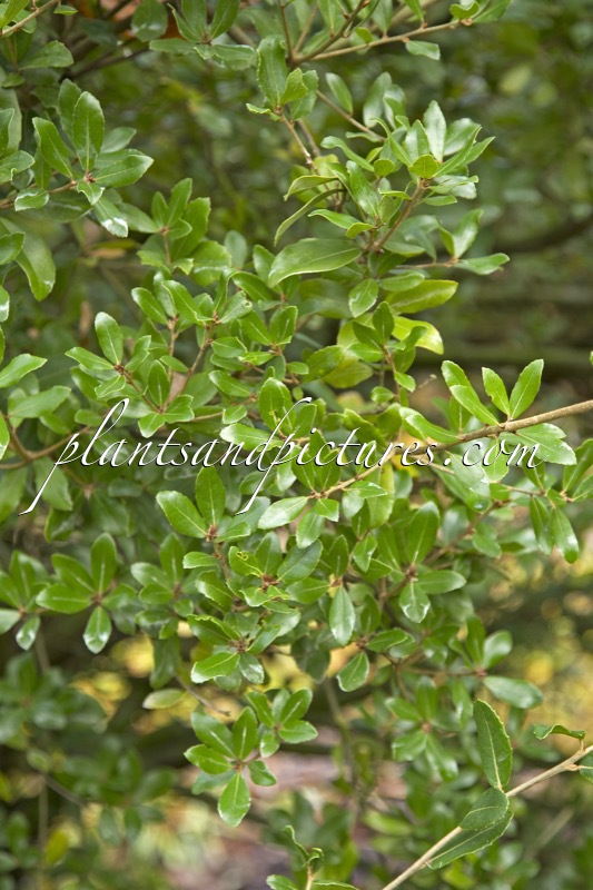 Quercus phillyreoides ‘Crispa’