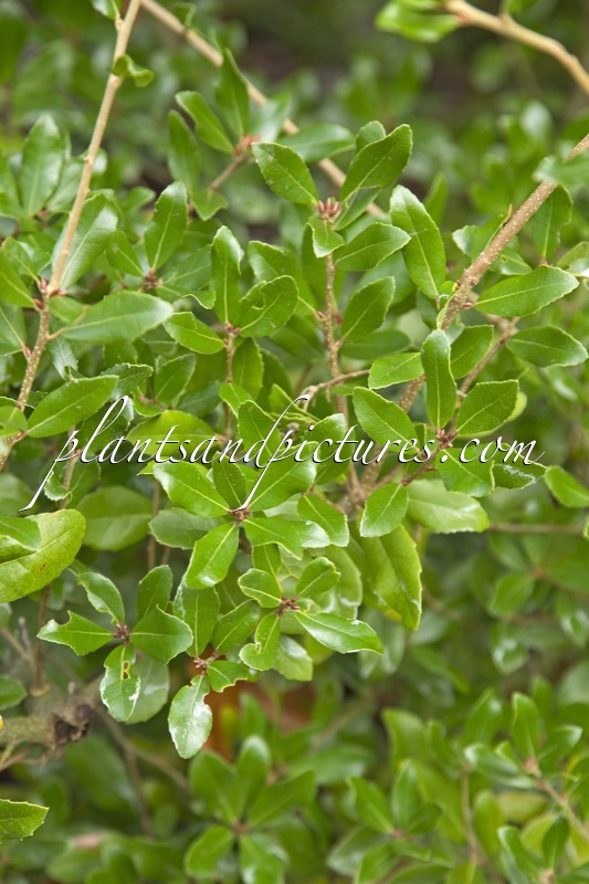 Quercus phillyreoides ‘Crispa’